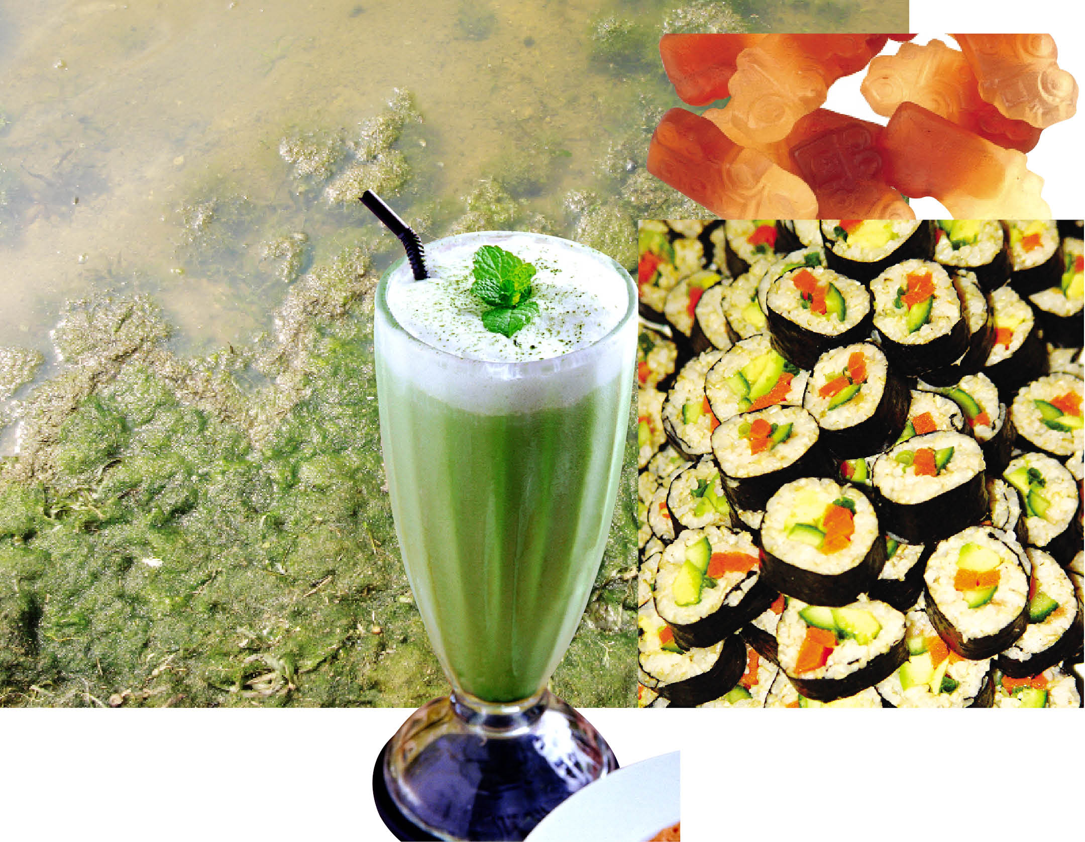 Edible uses of Algae